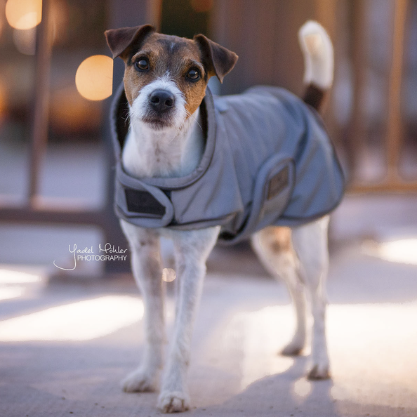 Kentucky reflective dog coat