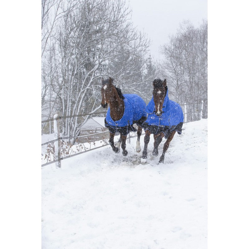 Blue and black turnout rug for winter