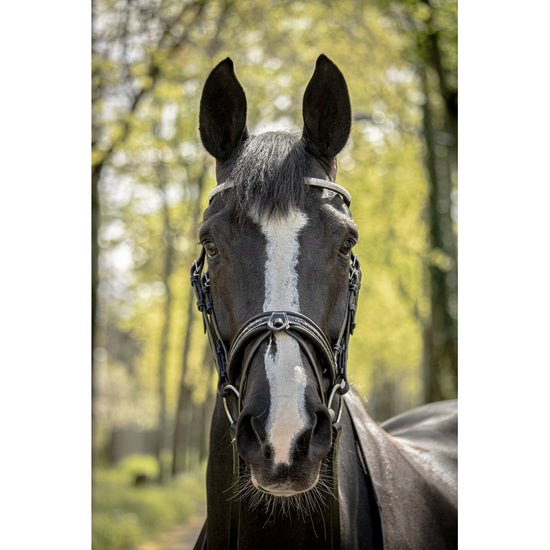 bridle with crystal browband