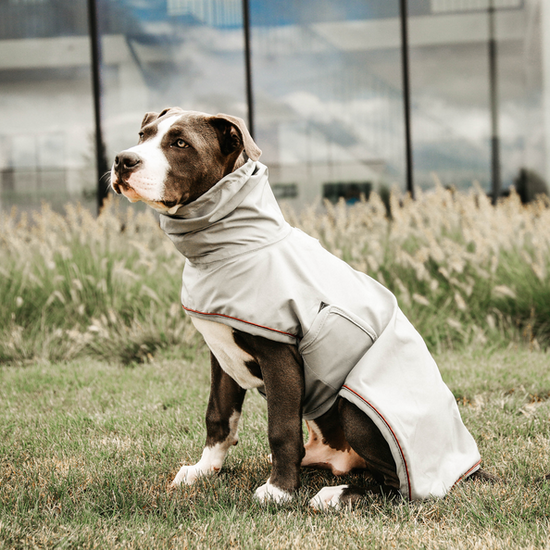 Lightweight dog coat for rainy walks