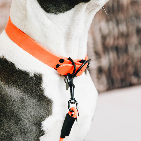 bright dog collar
