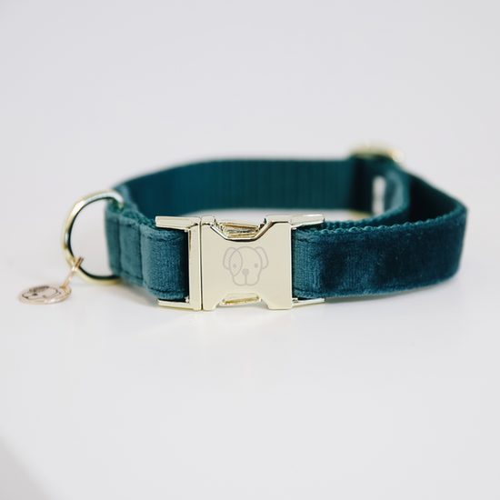 Velvet dog collar with golden details emerald