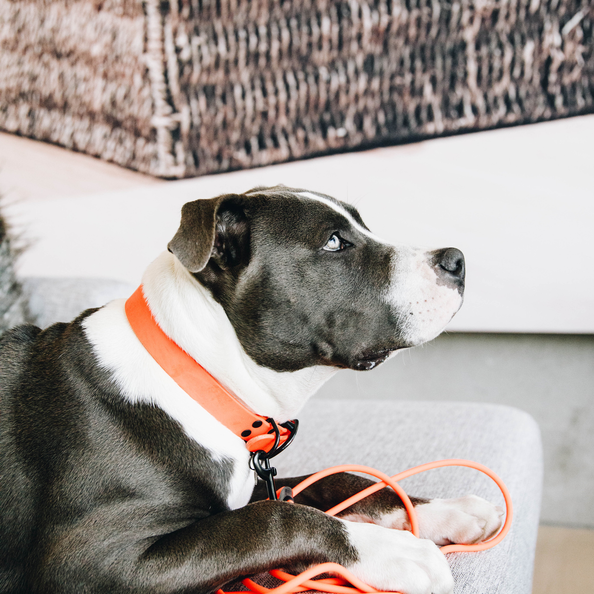 Rubber Lead for dogs in orange for hunting