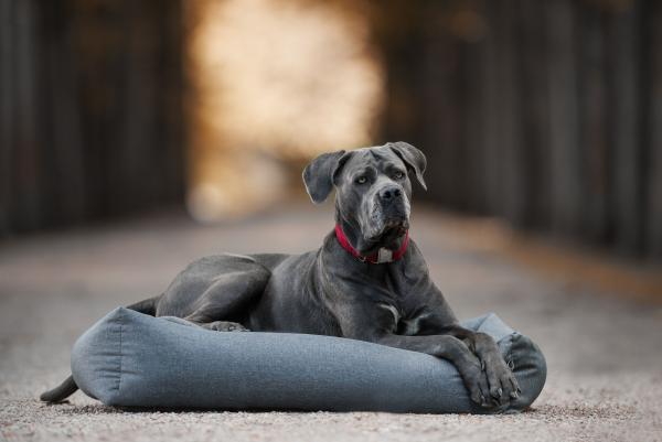 Large Dog Bed