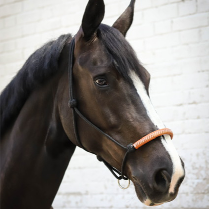 Penelope American Rope Halter with black rope and hazelnut leather noseband.