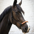 Penelope American Rope Halter with black rope and hazelnut leather noseband.