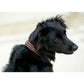 Penelope equestrian-inspired dog collar for a classic and elegant look.