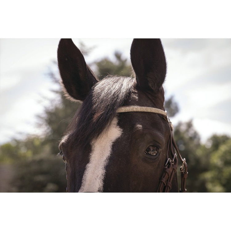 bridle with shiny browband