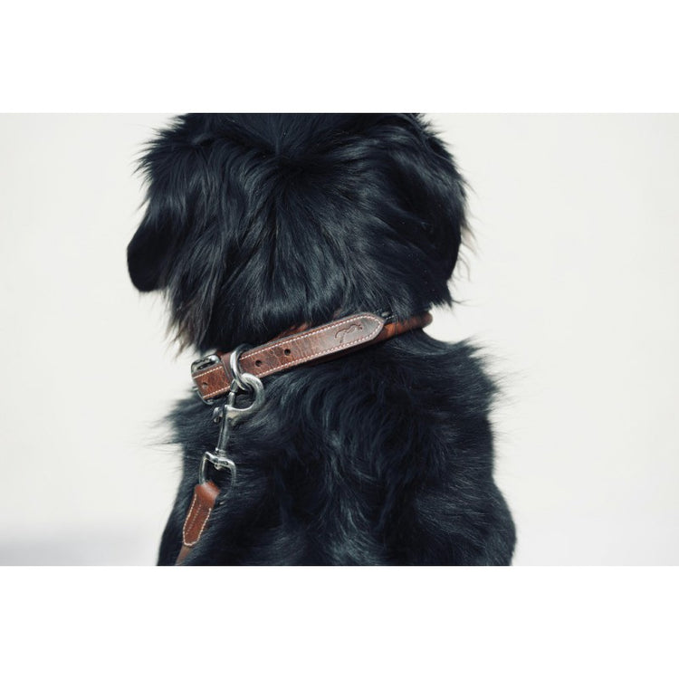 Penelope leather dog collar with premium Sellier styling.