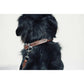 Penelope leather dog collar with premium Sellier styling.