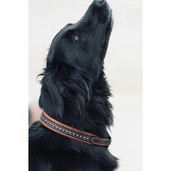 Leather dog collar