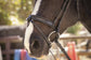 Penelope Smoothie bridle with elegant V-shaped padded browband.