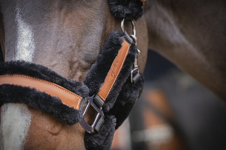 Soft halter for horses with comfortable padding around the head.