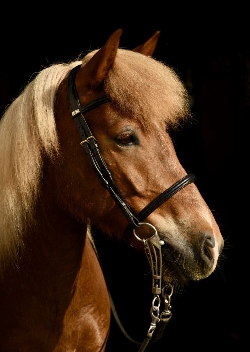 Icelandic horse wearing the Stübben 2330 Island Bridle with its classic equestrian styling.