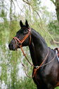 Stübben leather running martingale fitted to a horse with an English bridle.