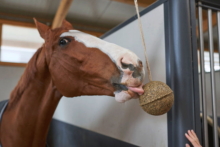 healthy horse treat Unika balls